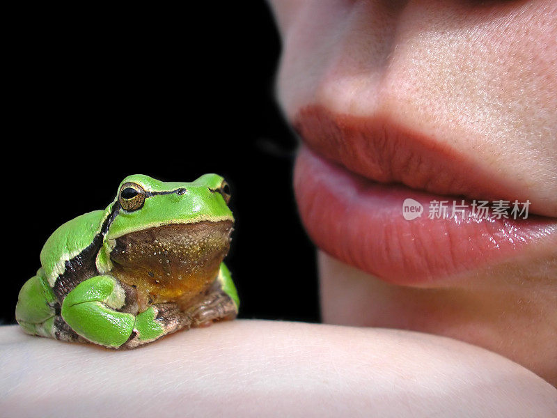 女孩亲吻青蛙(公主和被施了魔法的王子)
