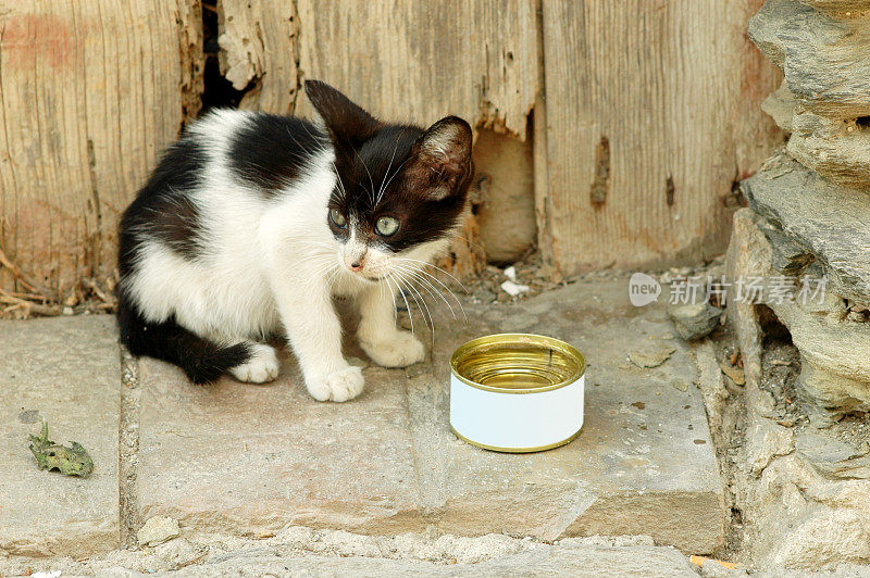 小街道小猫