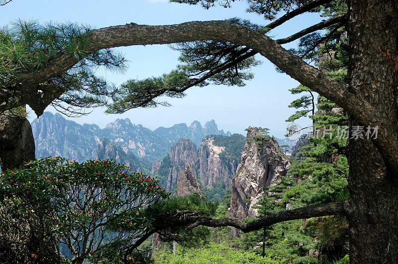 松树和黄山的山