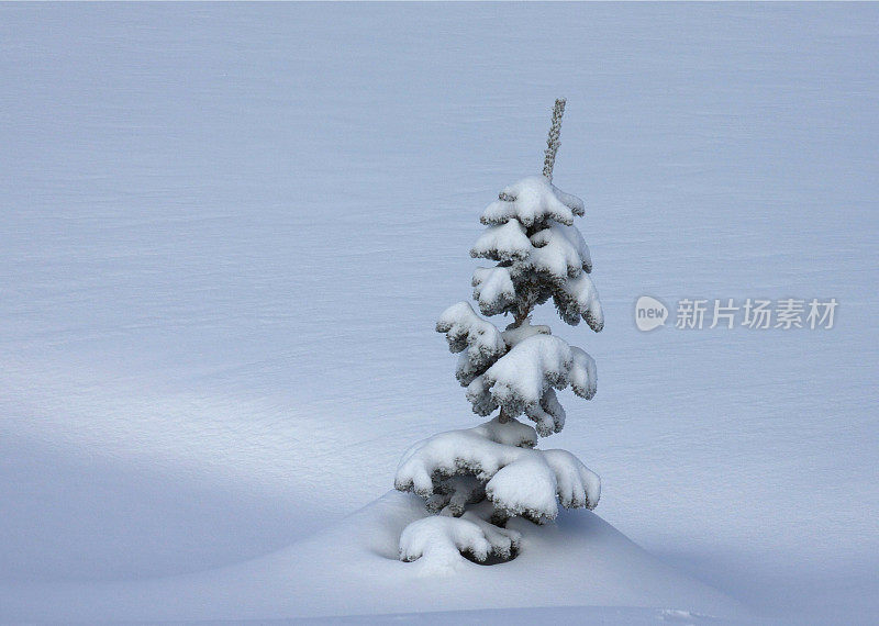 一棵被雪覆盖的孤零零的高山树