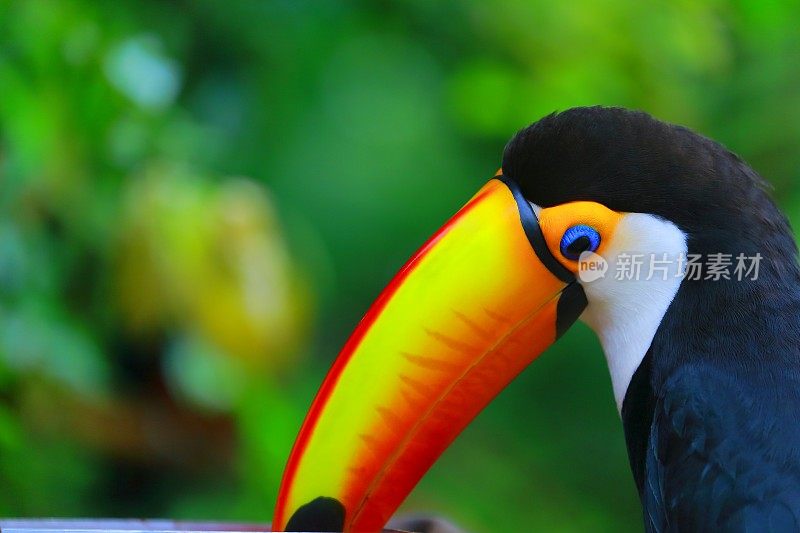 多彩热带巨嘴鸟吃，巴西亚马逊-模糊的绿色背景