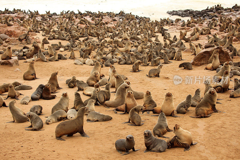 纳米比亚的十字角海豹殖民地