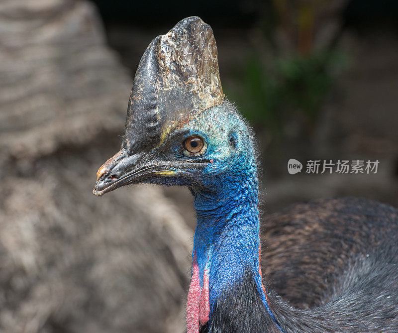 食火鸡、澳大利亚