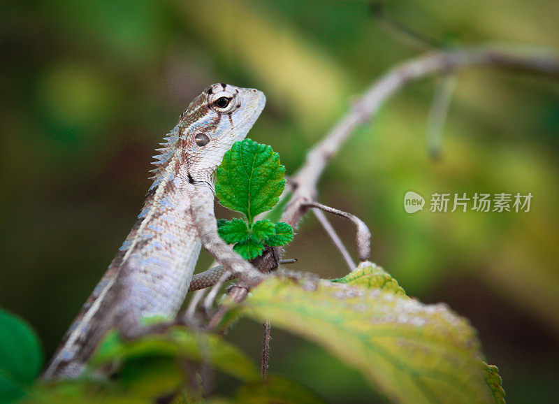 野生壁虎坐在灌木丛中