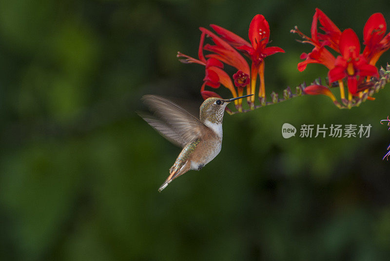 棕煌蜂鸟