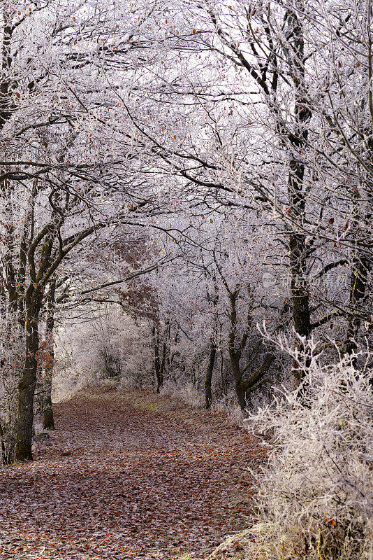 冬天穿过结霜森林的徒步旅行路线