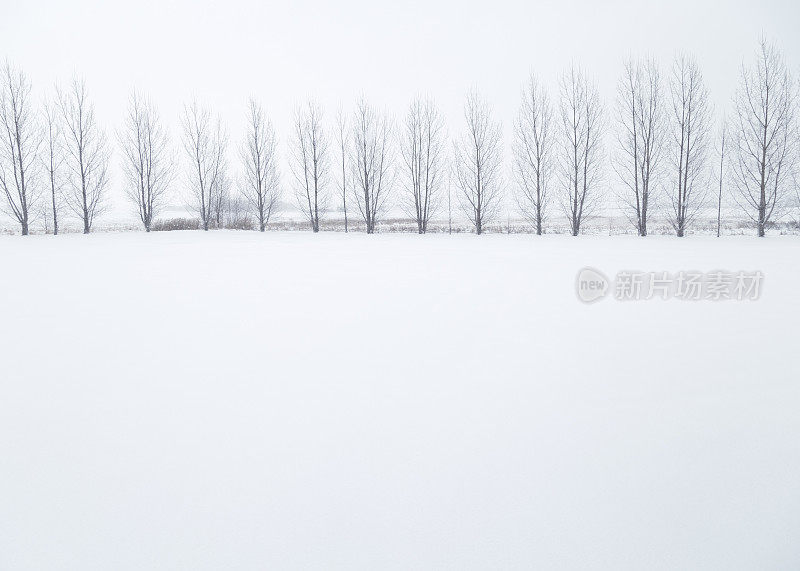 明尼苏达冬天雪-一行光秃秃的白杨树