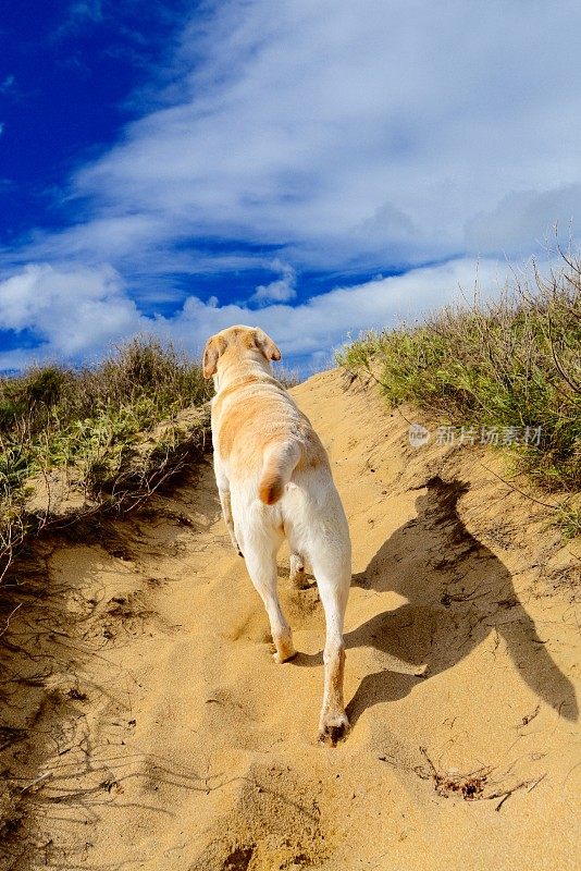 拉布拉多寻回犬