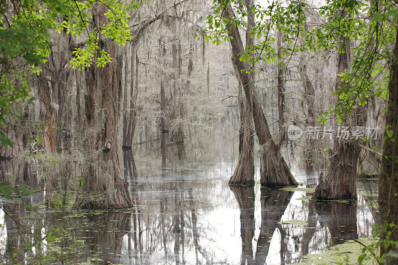 路易斯安那州柏树沼泽的景观图像