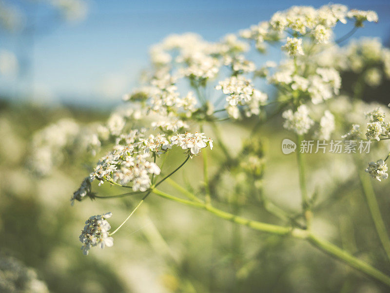 在明亮的阳光下开花的牛欧芹