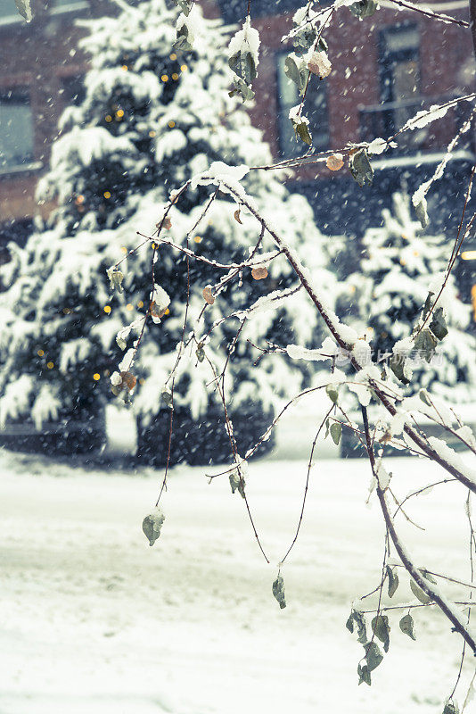 在城市背景下，冷杉树与灯光下的雪。