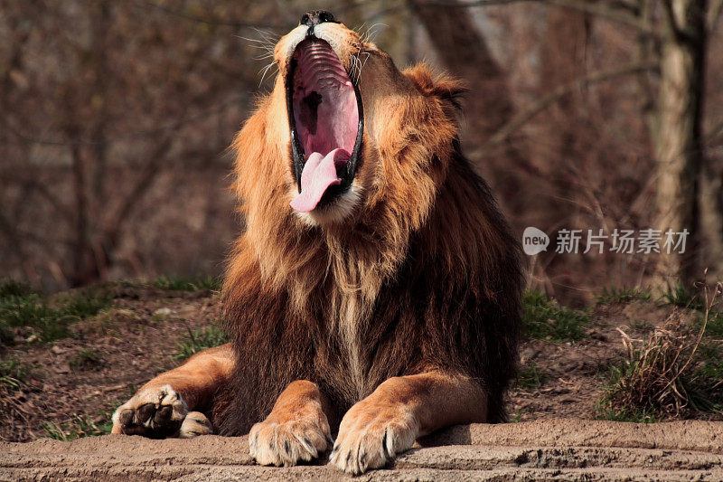 巨大的狮子