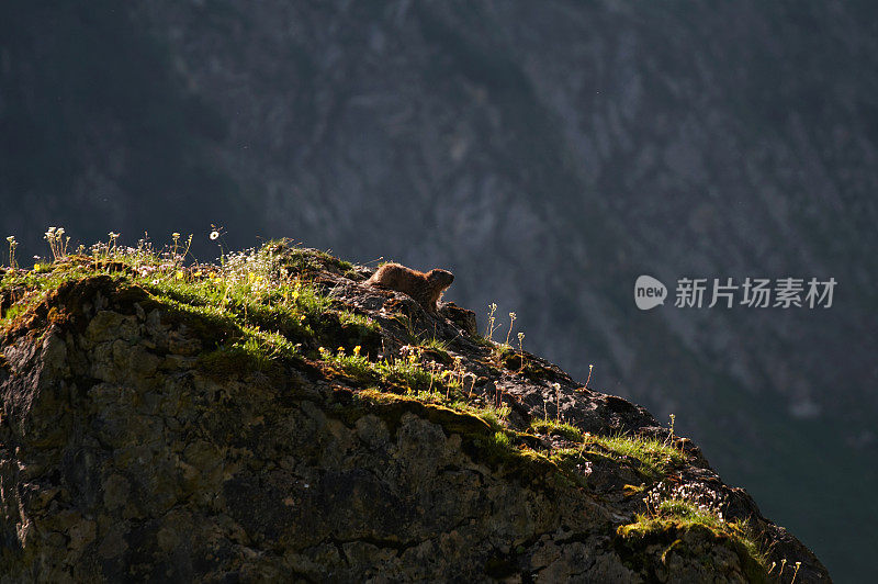 高山土拨鼠