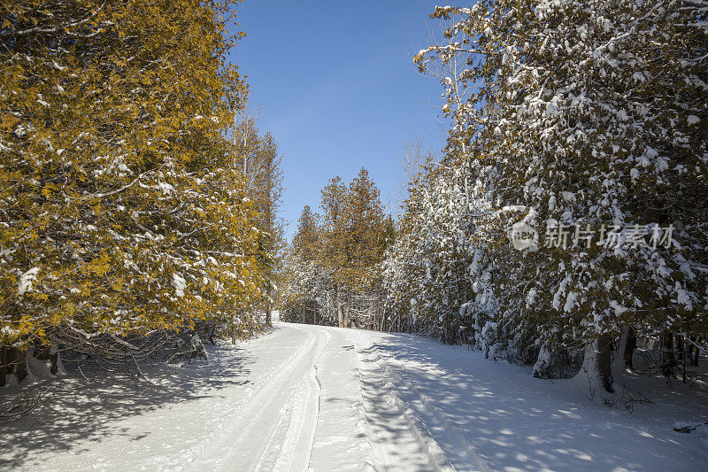 未开垦的道路穿过冬日仙境的常青树白雪覆盖