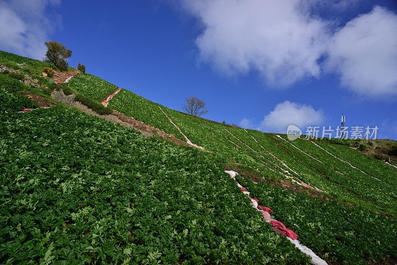 土豆田，泽西，英国