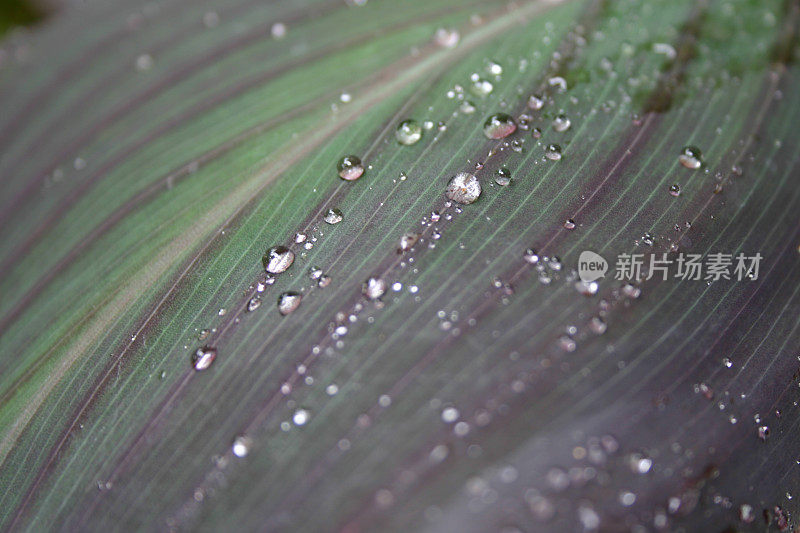 雨滴落在紫色条纹的叶子上