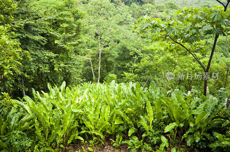 热带雨林中的蕨类