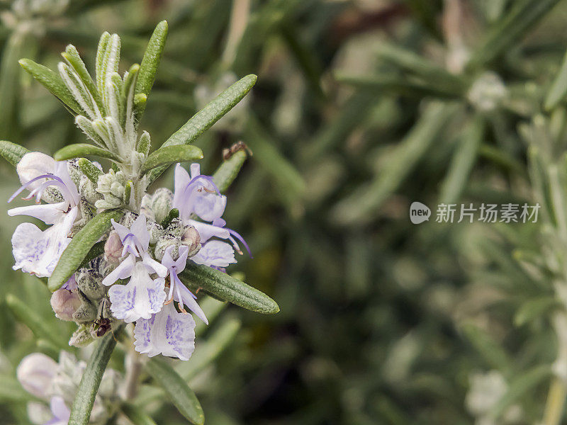 迷迭香属Officinalis