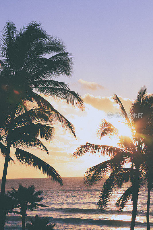 夏威夷考艾岛棕榈树后的日出