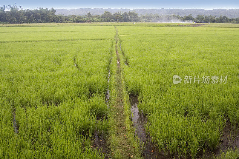 穿过稻田的小路