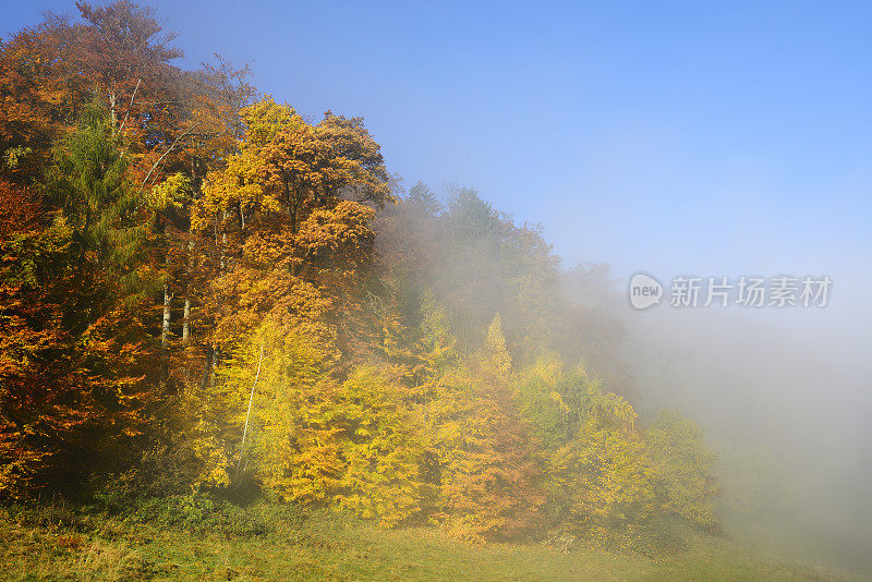 秋天的森林，树叶在上升的雾中改变颜色