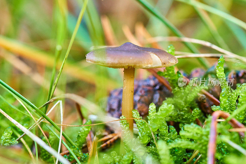 苔藓间的小蘑菇