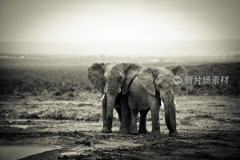南非水坑里的非洲象