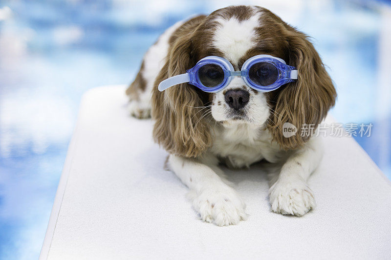 游泳池小狗和蓝色的护目镜