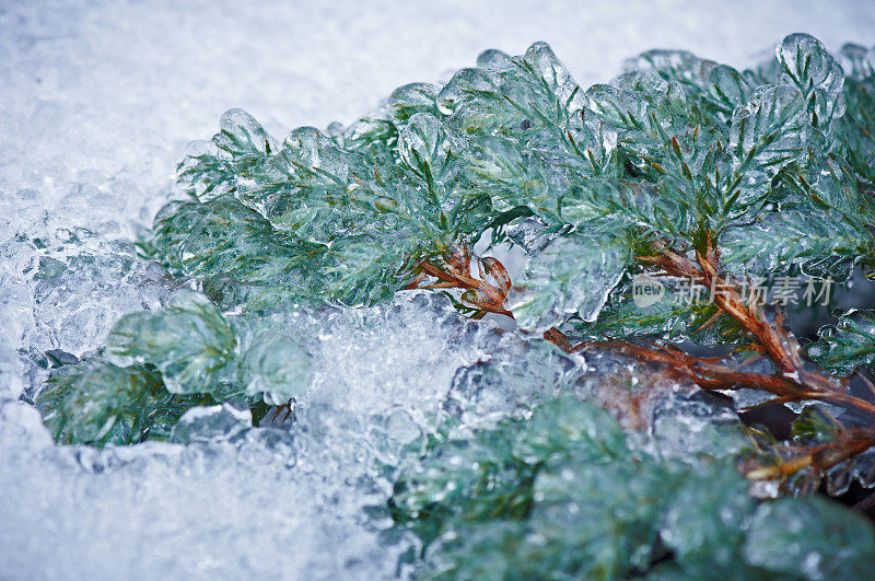 覆盖着冰的杜松枝。水滴在针上。