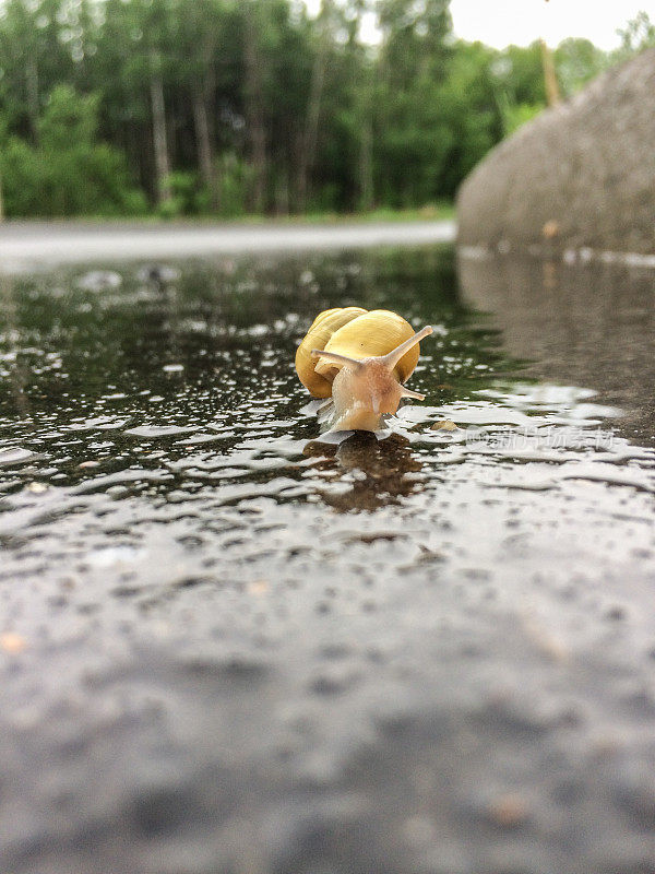 雨后潮湿的街道上爬行的蜗牛