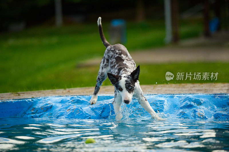 狗在游泳池看球