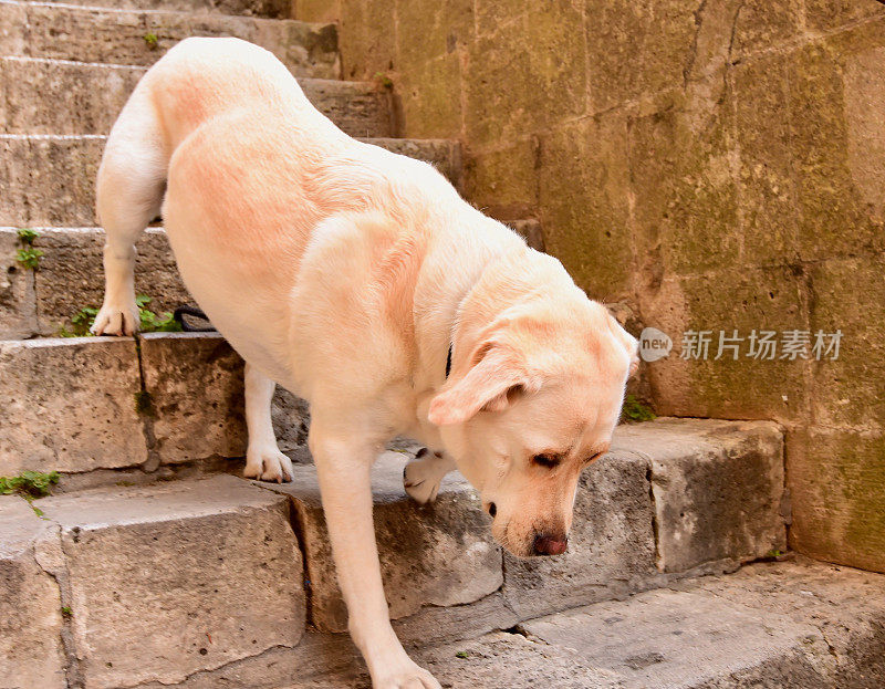 圣吉米尼亚诺的拉布拉多寻回犬