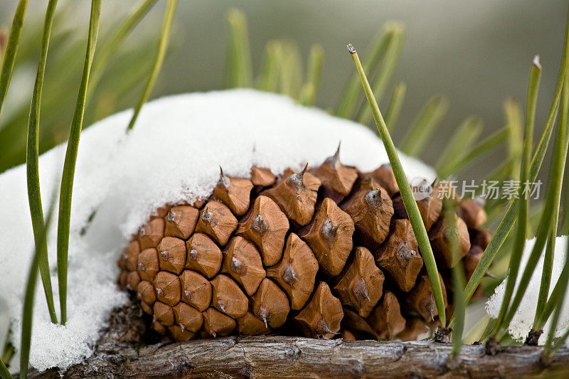 雪松果