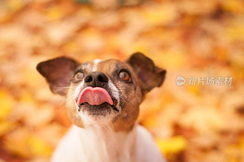 杰克罗素梗，在秋天伸出舌头