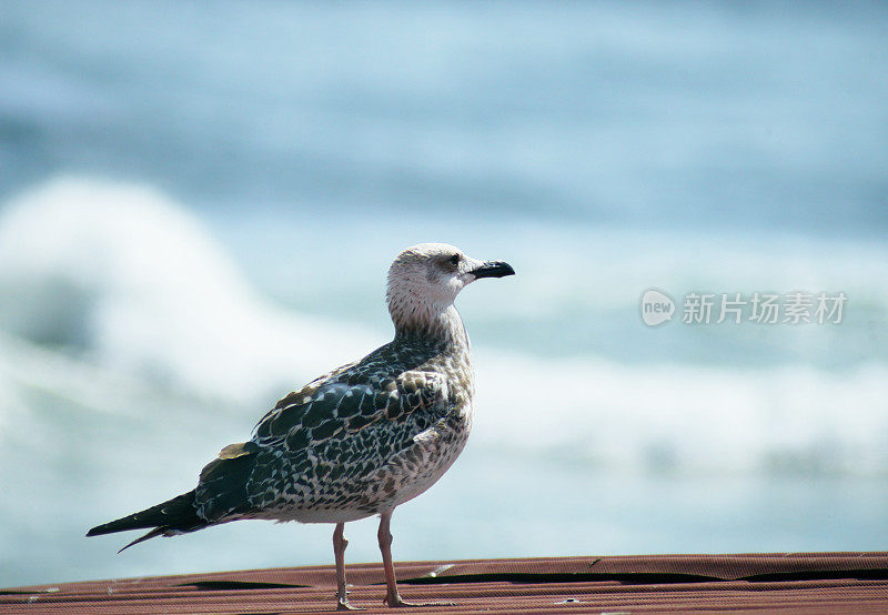 海鸥