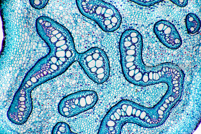 植物组织显微摄影-蕨茎