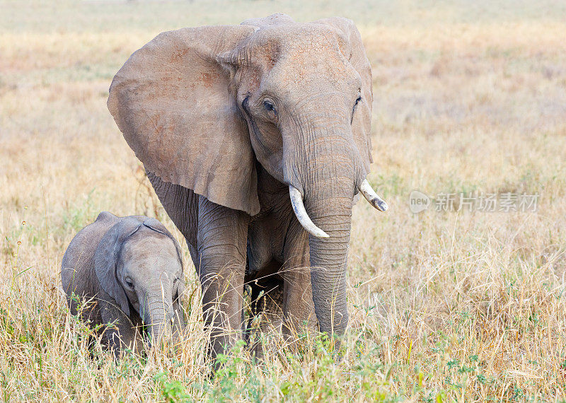 坦桑尼亚塔兰吉尔国家公园里的非洲象和幼象