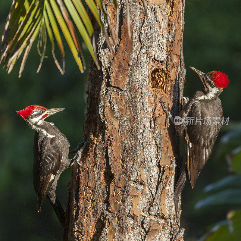 两只有羽冠的啄木鸟正在一棵松树上啄东西