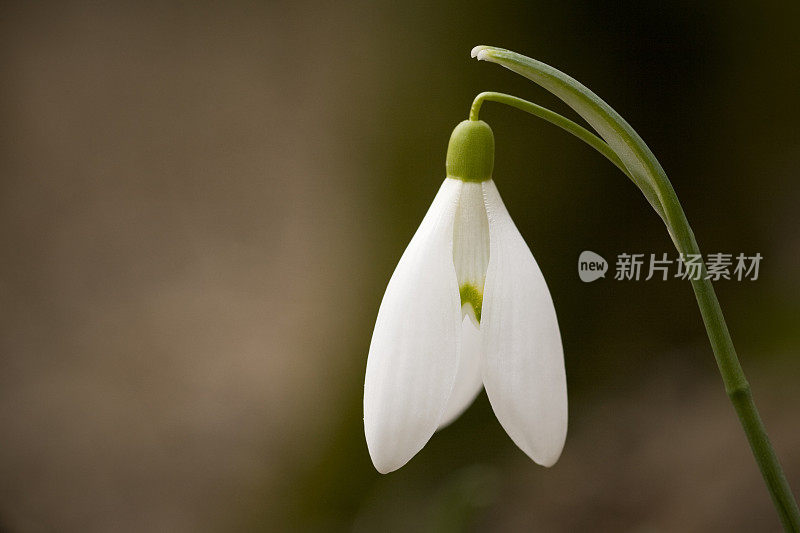 雪花莲