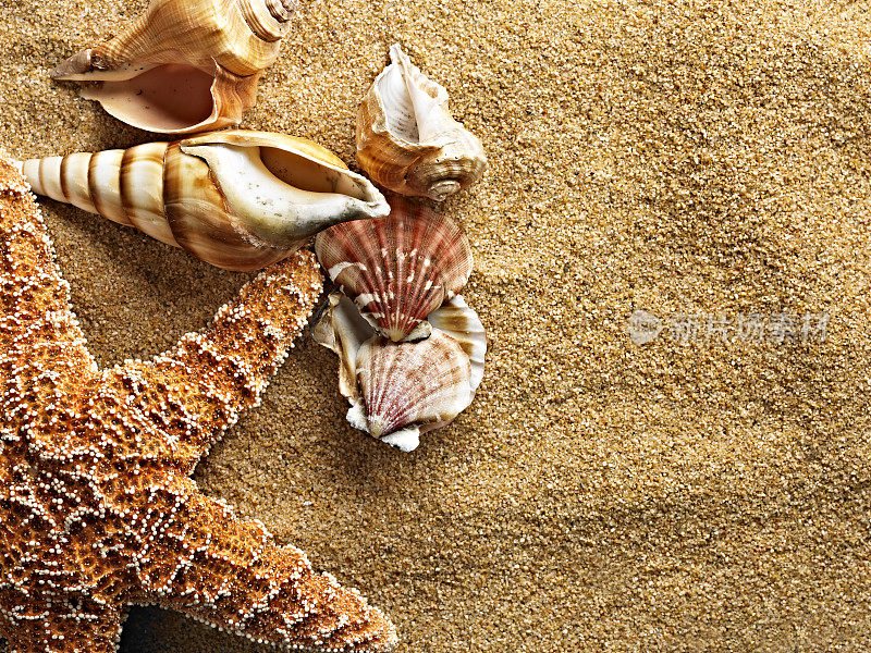 沙滩上的贝壳。