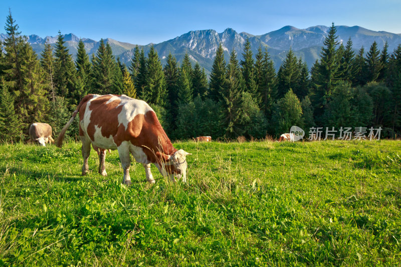 奶牛在山区牧场