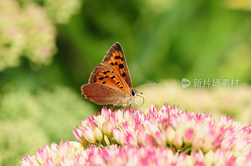 小铜蝴蝶，英国