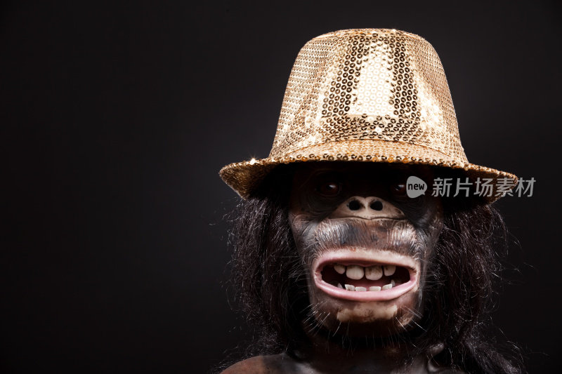 黑猩猩与金色亮片迪斯科帽子