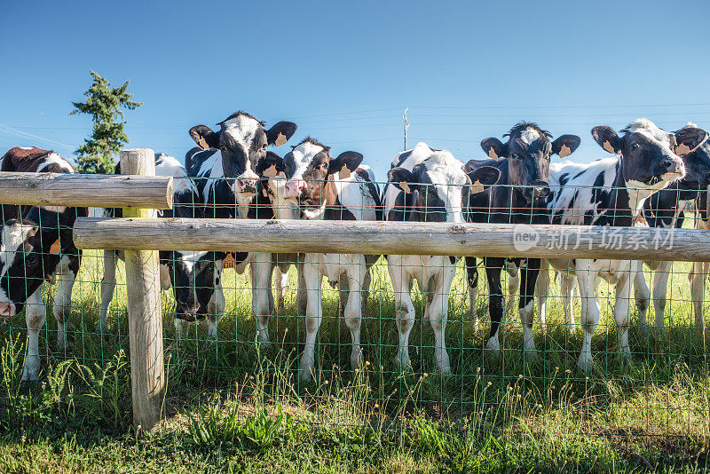法国牧场上的荷尔拜因奶牛