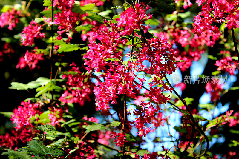 花园中开花红醋栗的特写