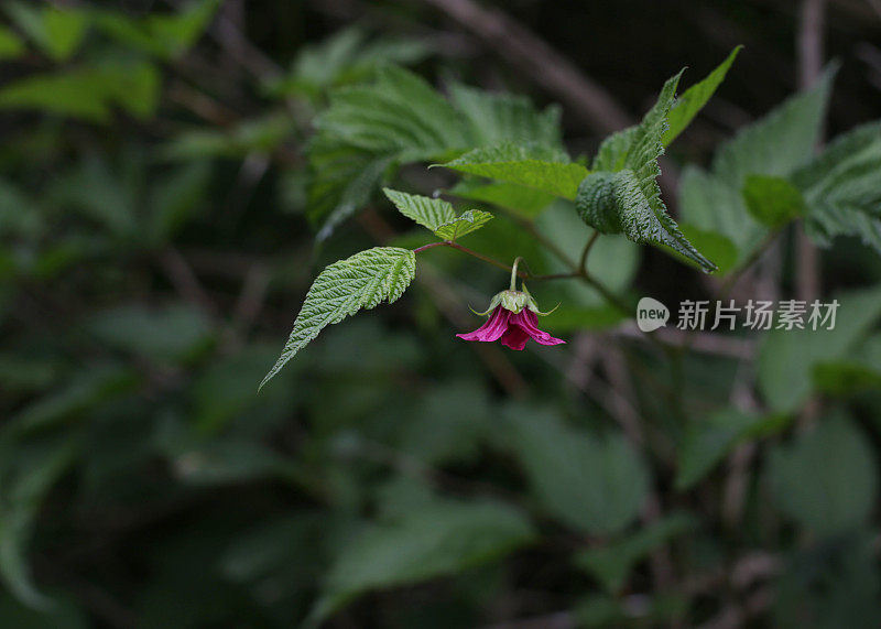 春季的大胆色彩，加拿大的花和叶