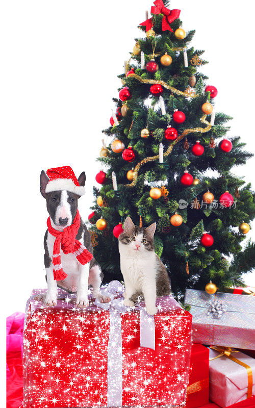 猫和狗在圣诞树前