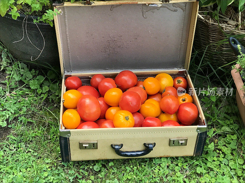 花园里的古董手提箱里的传家宝西红柿