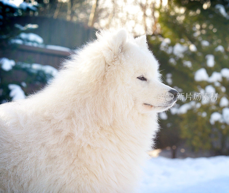 萨摩耶犬(冬天)