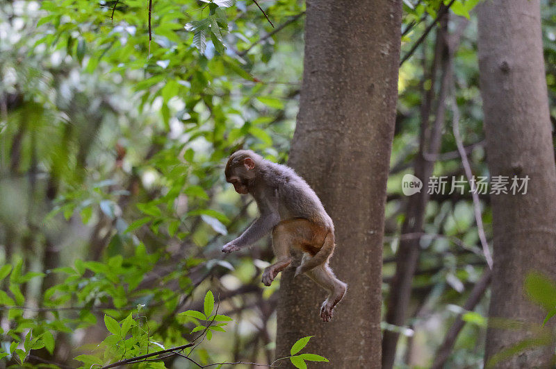 在树林里跳跃的猴子